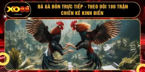 Đá Gà Đòn Trực Tiếp - Theo Dõi 100 Trận Chiến Kê Kinh Điển 