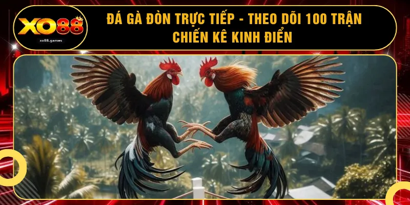 Đá Gà Đòn Trực Tiếp - Theo Dõi 100 Trận Chiến Kê Kinh Điển 