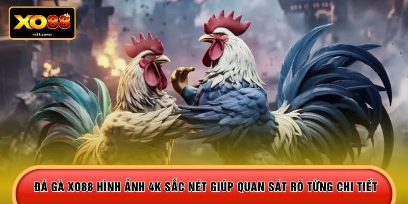Đá gà XO88 hình ảnh 4K sắc nét giúp quan sát rõ từng chi tiết