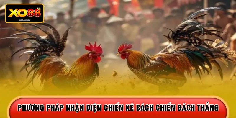 Phương pháp nhận diện chiến kê bách chiến bách thắng 