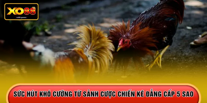 Sức hút khó cưỡng từ sảnh cược chiến kê đẳng cấp 5 sao 