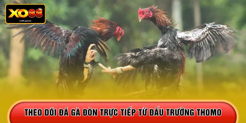 Theo dõi đá gà đòn trực tiếp từ đấu trường Thomo 